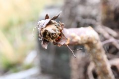 2012-09-01 Harcerski start Biery_101