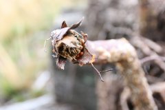 2012-09-01 Harcerski start Biery_102